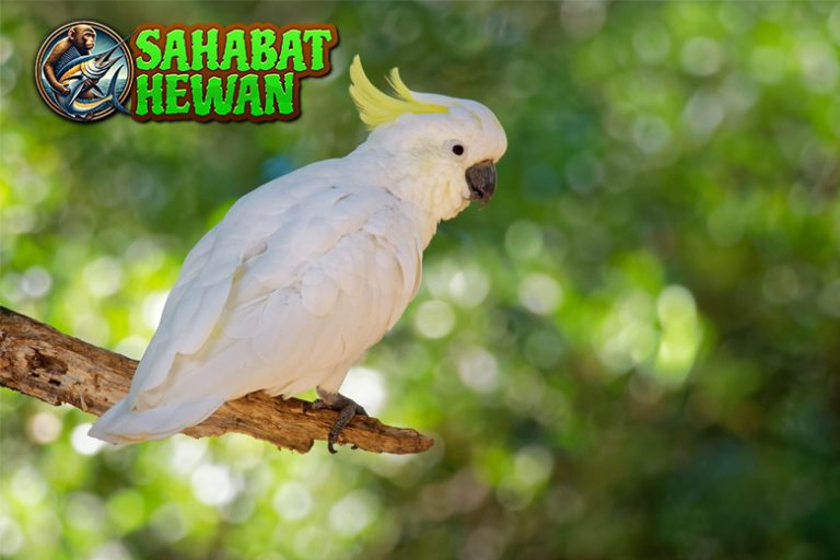 Kakak Tua Burung 1 Cantik dengan Kecerdasan Tinggi
