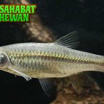 Ikan Wader Kecil tapi 3 Penuh Kejutan di Habitatnya