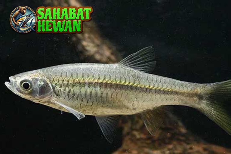 Ikan Wader Kecil tapi 3 Penuh Kejutan di Habitatnya