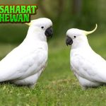 Burung Kakaktua Si Pintar Baru Bisa Jadi 1 Sahabat Manusia