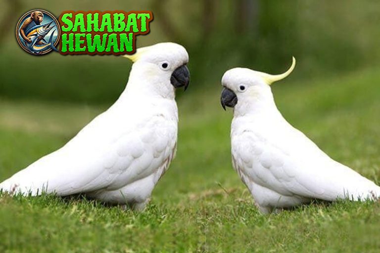 Burung Kakaktua Si Pintar Baru Bisa Jadi 1 Sahabat Manusia