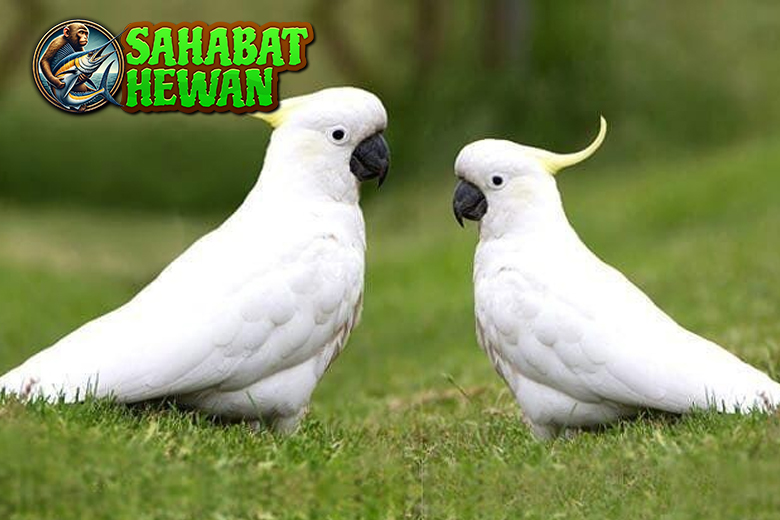 Burung Kakaktua Si Pintar Baru Bisa Jadi 1 Sahabat Manusia