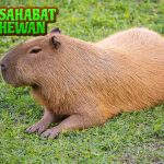 Capybara Hewan Terbesar yang Jadi 2 Favorit di Dunia Fauna
