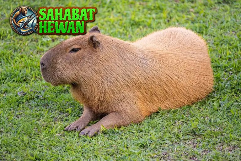 Capybara Hewan Terbesar yang Jadi 2 Favorit di Dunia Fauna