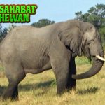 Gajah Punya Cara Sendiri Hadapi 10 Tantangan Alam