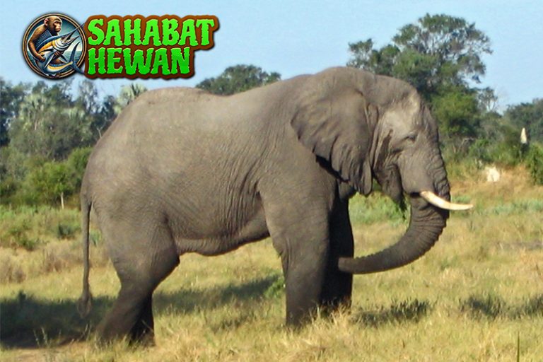 Gajah Punya Cara Sendiri Hadapi 10 Tantangan Alam