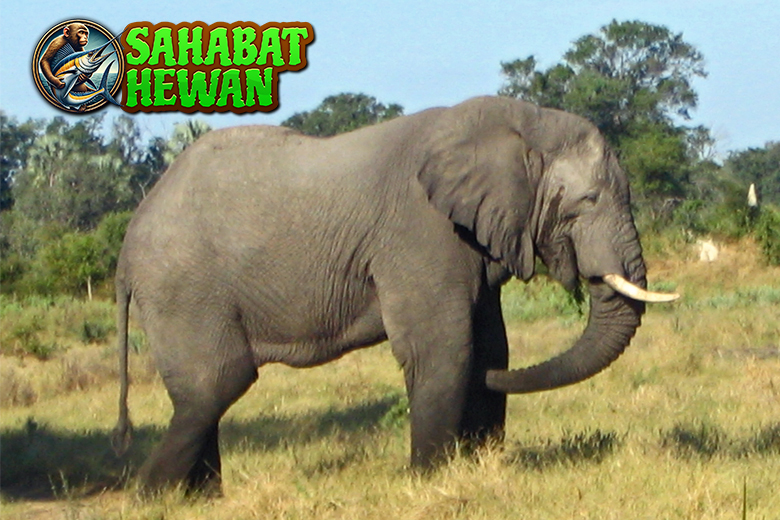 Gajah Punya Cara Sendiri Hadapi 10 Tantangan Alam
