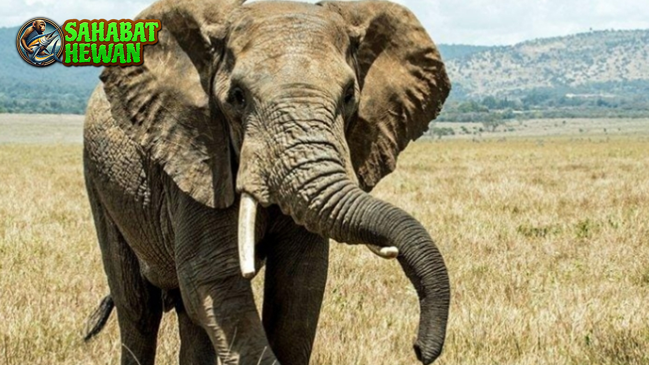Gajah Punya Cara Sendiri Hadapi 10 Tantangan Alam