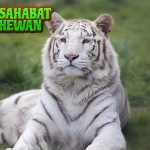 8 Keindahan Lawan Harimau Putih yang Sulit Dilupakan