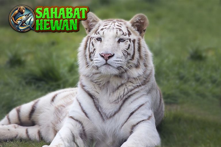 8 Keindahan Lawan Harimau Putih yang Sulit Dilupakan