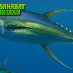 Ikan Tuna 5 Rahasia Laut yang Menakjubkan