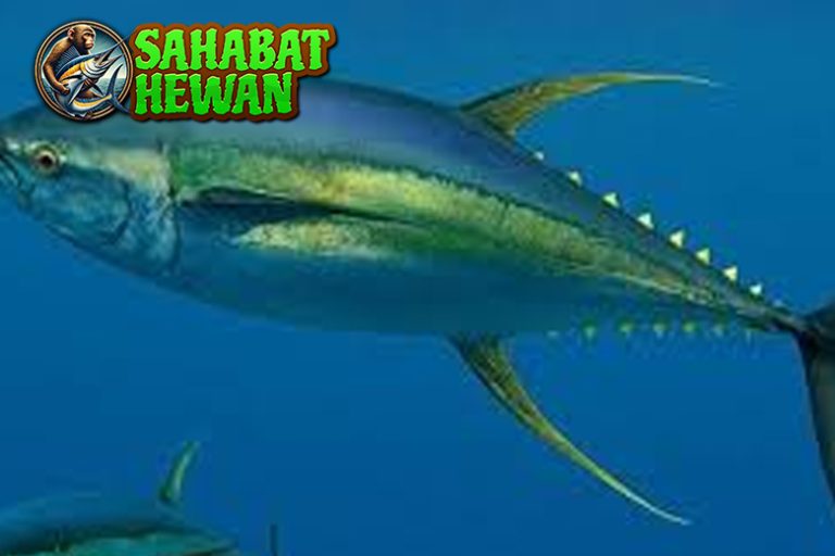 Ikan Tuna 5 Rahasia Laut yang Menakjubkan