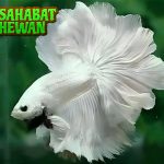Ikan Cupang 4 Keunikan dalam Membuatnya Istimewa!