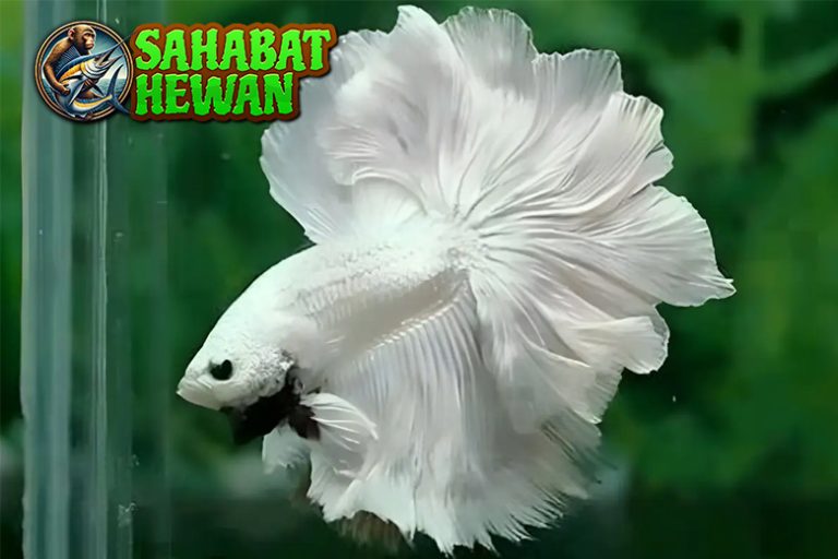 Ikan Cupang 4 Keunikan dalam Membuatnya Istimewa!