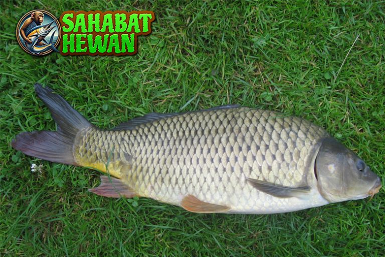 Ikan Mas Populer dari 1 Kolam Hias hingga Tradisi Kuno