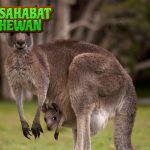 9 Momen Kangguru Paling Lucu yang Bikin Kamu Senyum