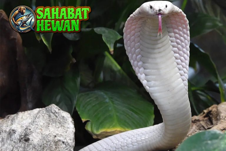 Ular Kobra Putih: 6 Keistimewaan yang Bikin Memikat
