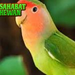 Jangan Sampai Salah Ini Kesalahan No. 5 saat Rawat Lovebird