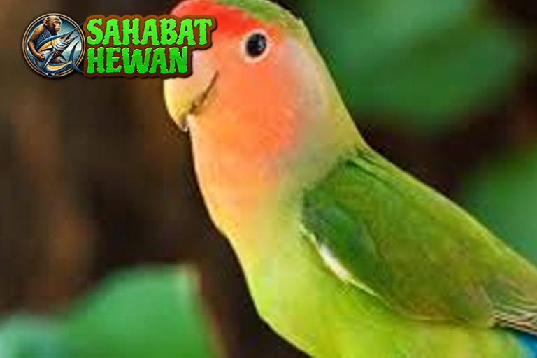 Jangan Sampai Salah Ini Kesalahan No. 5 saat Rawat Lovebird