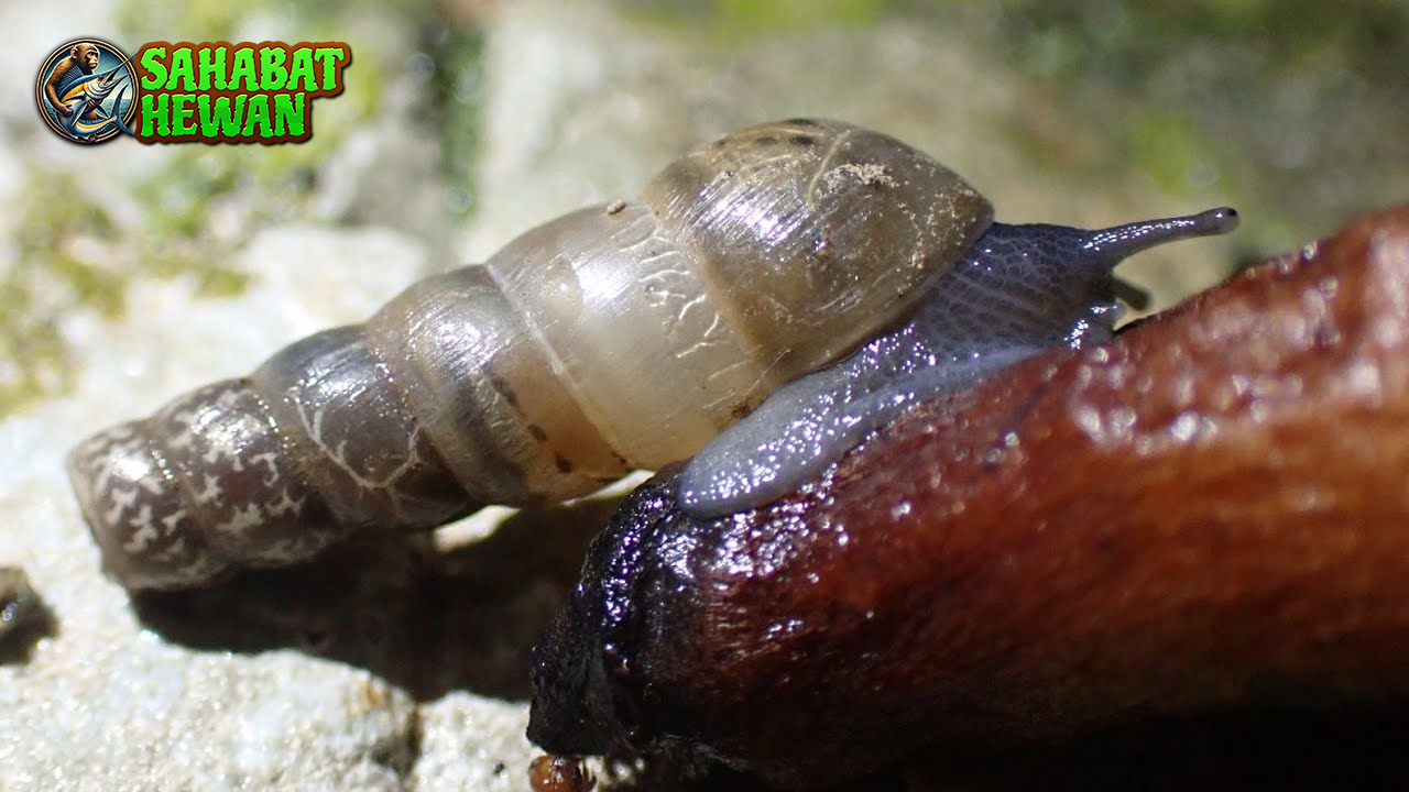 3 Fakta Decollate Snail, Si Pemangsa Siput Pengganggu