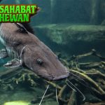 Ikan Lele Tak Unik 15 Kebiasaan dan Adaptasinya di Alam