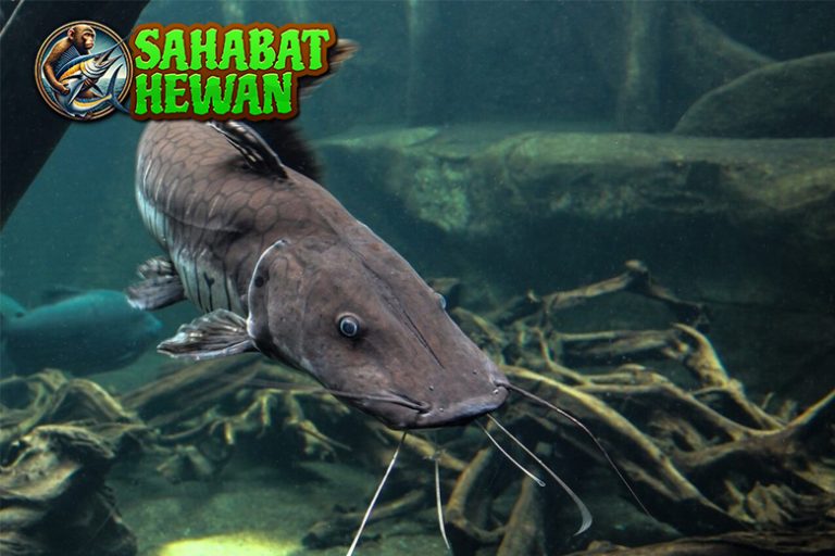 Ikan Lele Tak Unik 15 Kebiasaan dan Adaptasinya di Alam