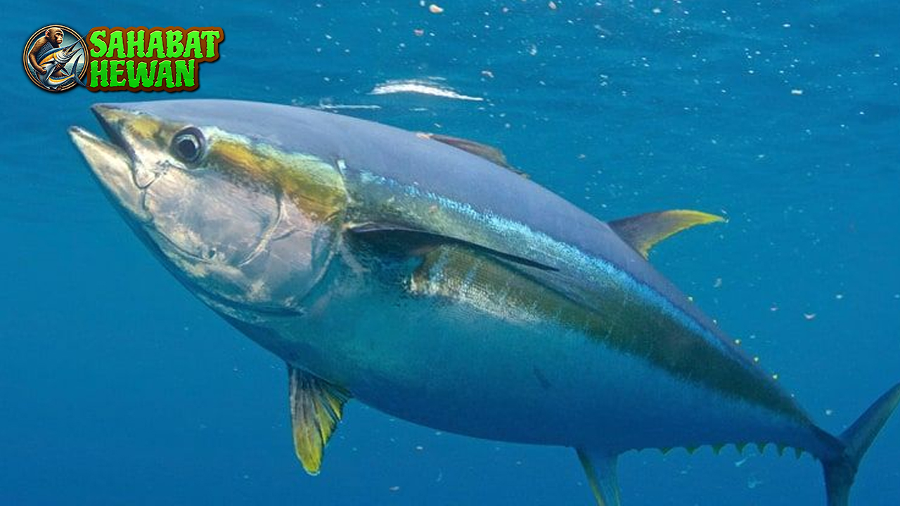 Ikan Tuna 5 Rahasia Laut yang Menakjubkan