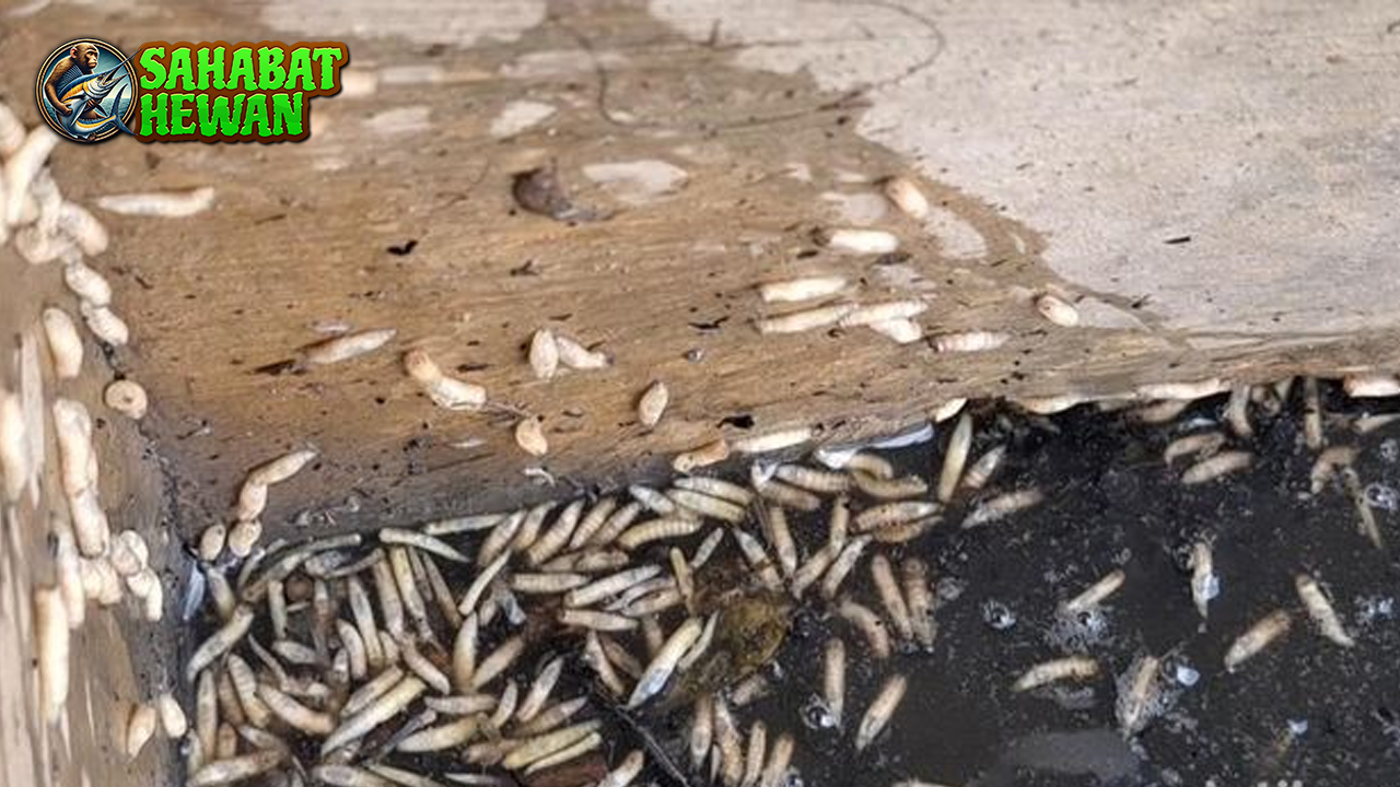 Belatung 1 Sang Pembersih Alam Penuh Tak Terlihat