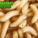 Belatung 1 Sang Pembersih Alam Penuh Tak Terlihat