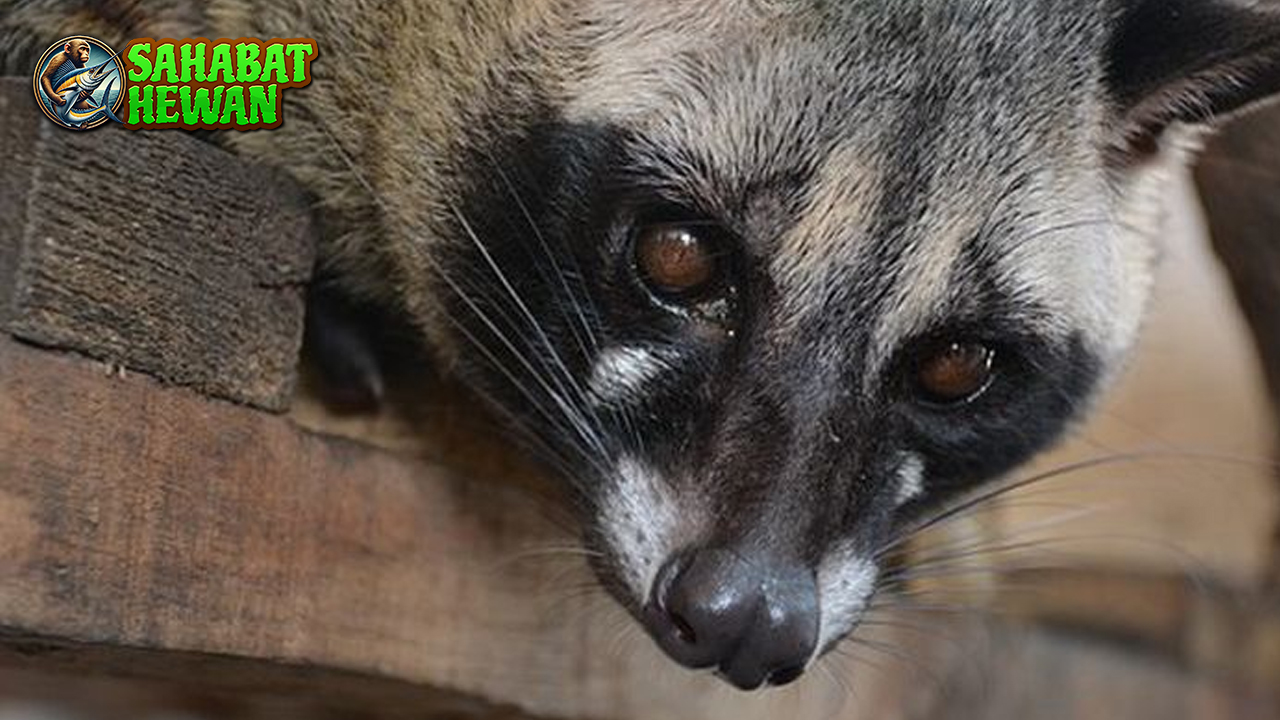 Hewan Musang Si Malam yang Pintar dan Unik