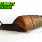 3 Fakta Decollate Snail, Si Pemangsa Siput Pengganggu