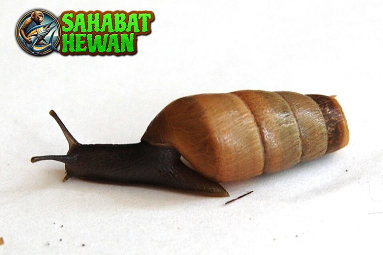 3 Fakta Decollate Snail, Si Pemangsa Siput Pengganggu