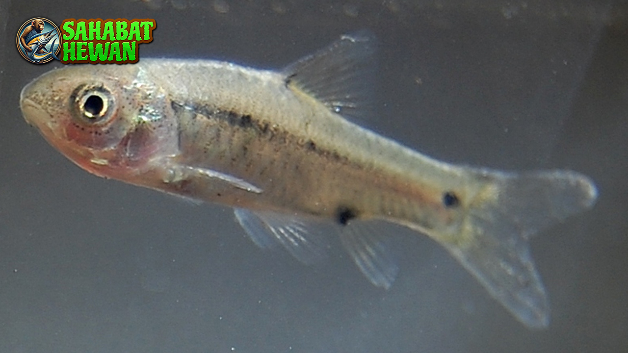 Ikan Wader Kecil tapi 3 Penuh Kejutan di Habitatnya