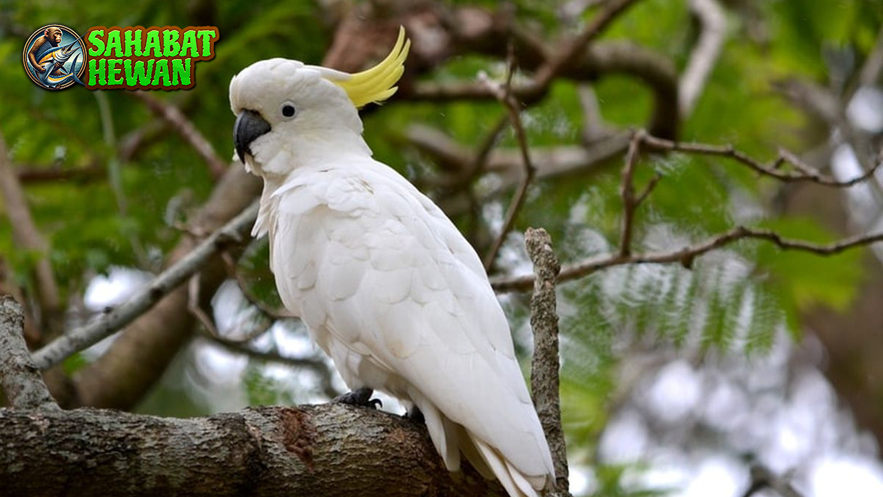 Kakak Tua Burung 1 Cantik dengan Kecerdasan Tinggi