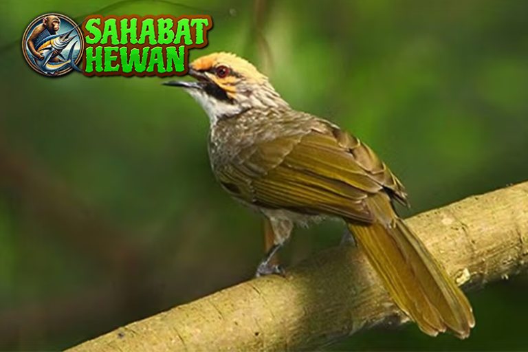 Burung Cucak Rawa 1 Kisah Lama yang Terus Hidup