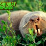 Tikus Tanah Si Kecil2 Penggali yang Penuh Keunikan