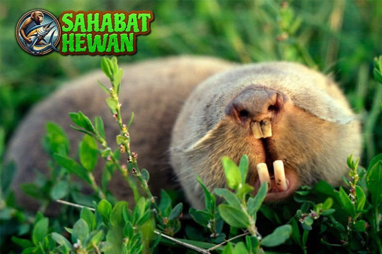 Tikus Tanah Si Kecil2 Penggali yang Penuh Keunikan