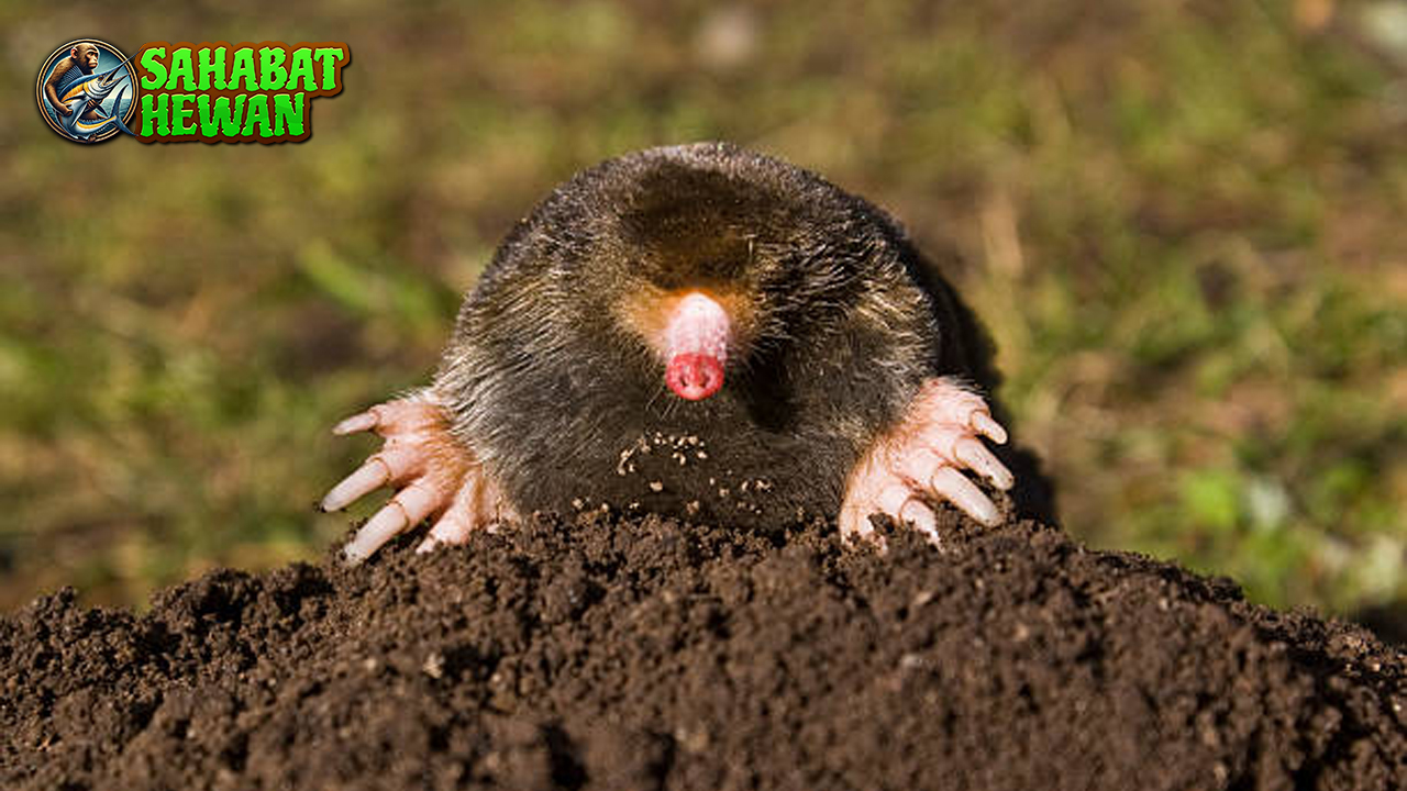 Tikus Tanah Si Kecil2 Penggali yang Penuh Keunikan