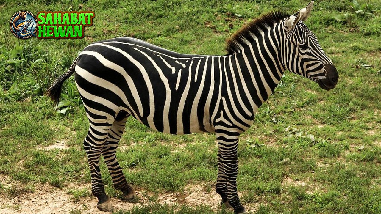 Garis Zebra 3 Misteri Warna yang Bikin Ilmuwan Bingung