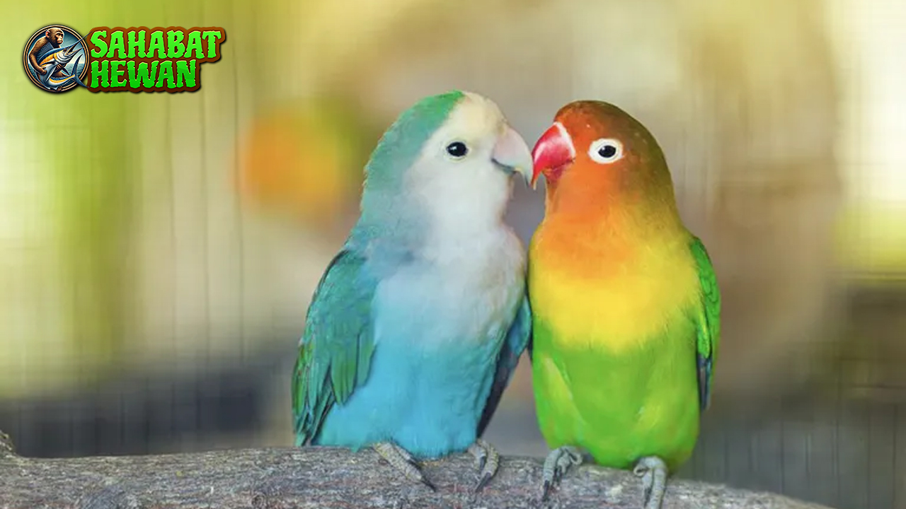 Jangan Sampai Salah Ini Kesalahan No. 5 saat Rawat Lovebird