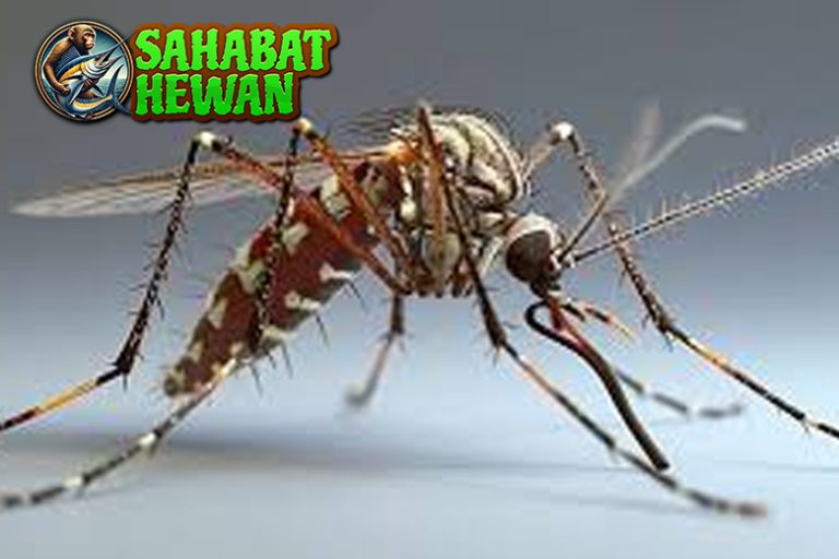 Fakta Unik tentang Nyamuk 7 Hal yang Jarang Diketahui