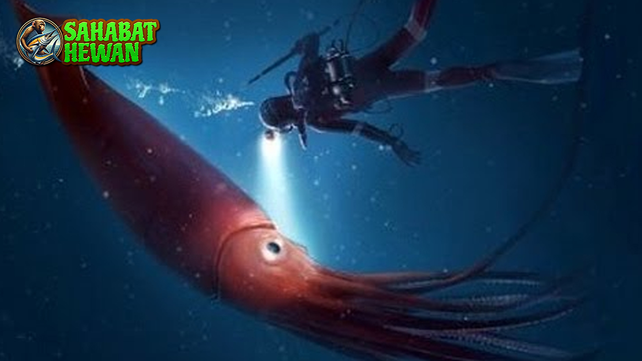 Cumi Raksasa Raksasa Laut yang Jarang 1x Terlihat