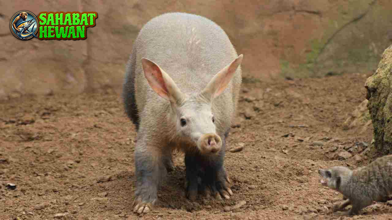Babi Tanah 45 Karakter Perilaku dan Keunikan Terbaik