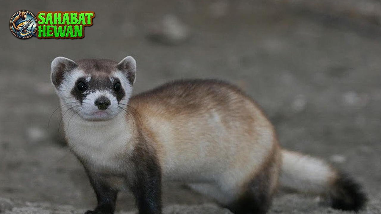 Ferret Teman Kecil dengan 3 Kepribadian Besar