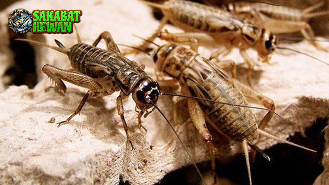 Jangkrik Hewan Kecil dengan 2 Peran Besar di Alam
