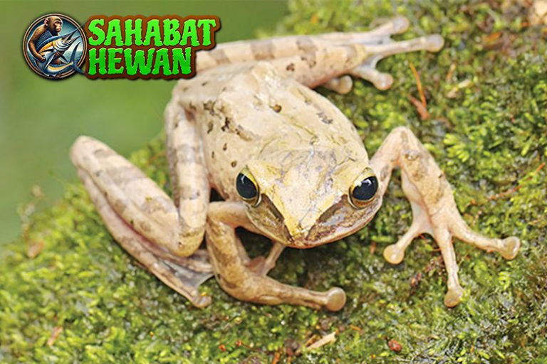 Kodok 4 Keunikan Amfibi yang Hidup di Air dan Darat