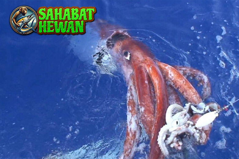 Cumi Raksasa Raksasa Laut yang Jarang 1x Terlihat