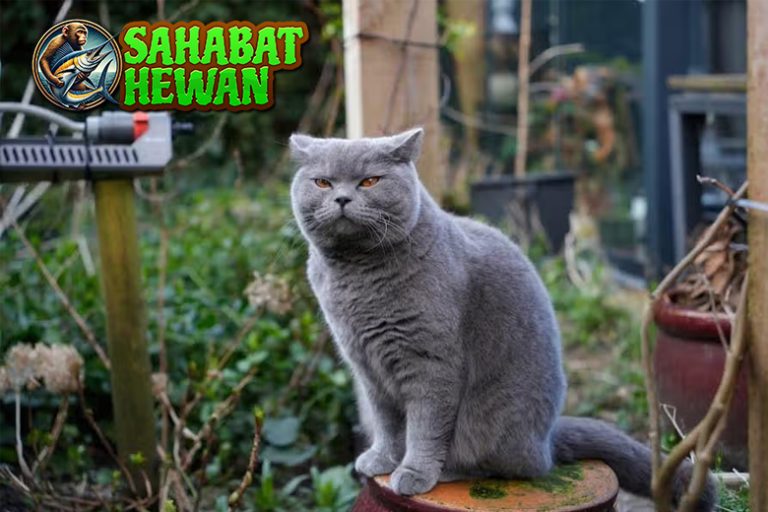 Kucing British Shorthair Si Memukau Wajah 1 Bulat!