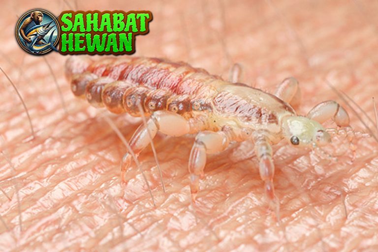 Kutu Rambut Hewan 3 Mikro Epik Mengganggu