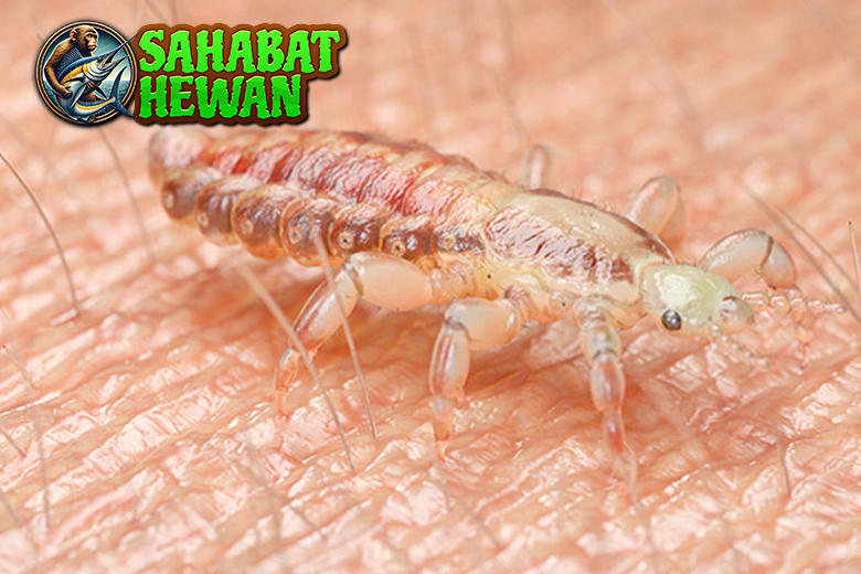 Kutu Rambut Hewan 3 Mikro Epik Mengganggu